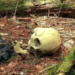 aokigahara a haunted forest