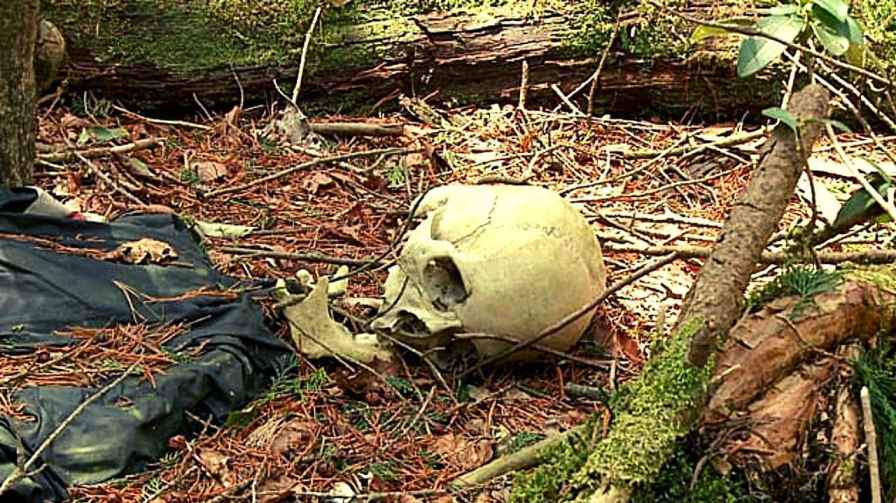 aokigahara a haunted forest