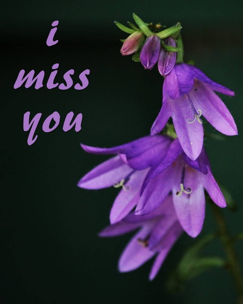 i miss u pic