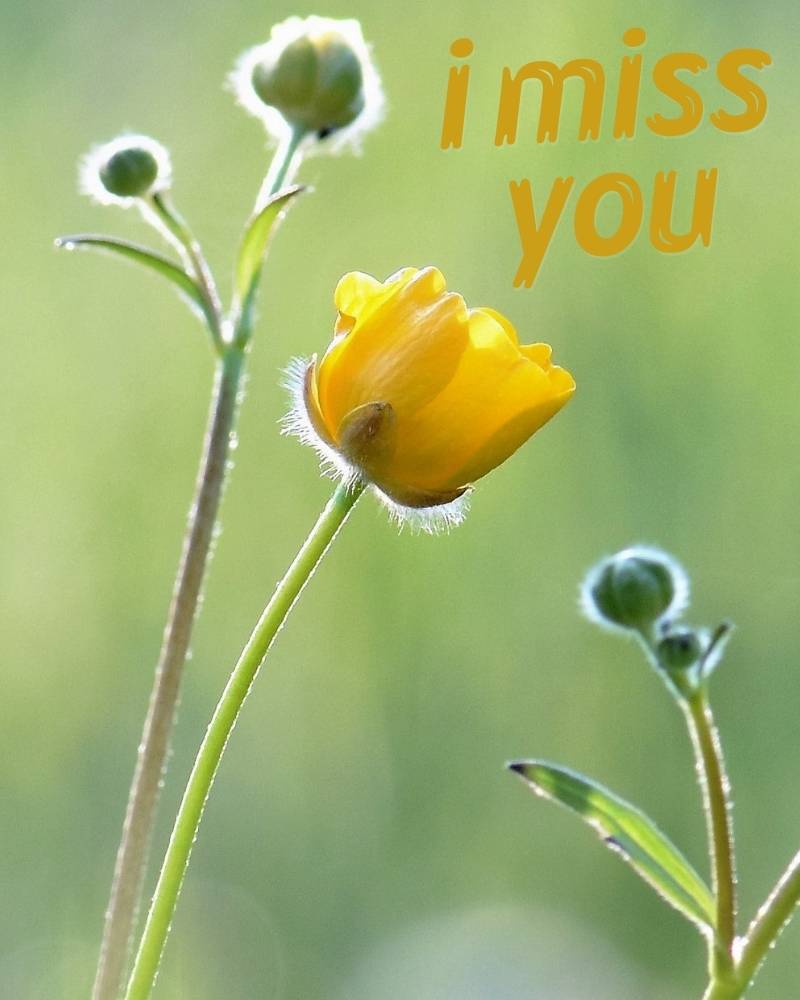 i miss you pics download