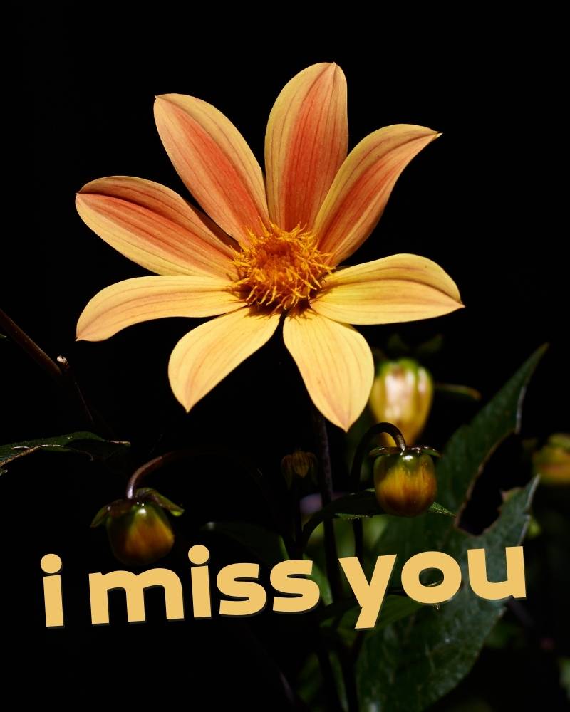i miss you pic download