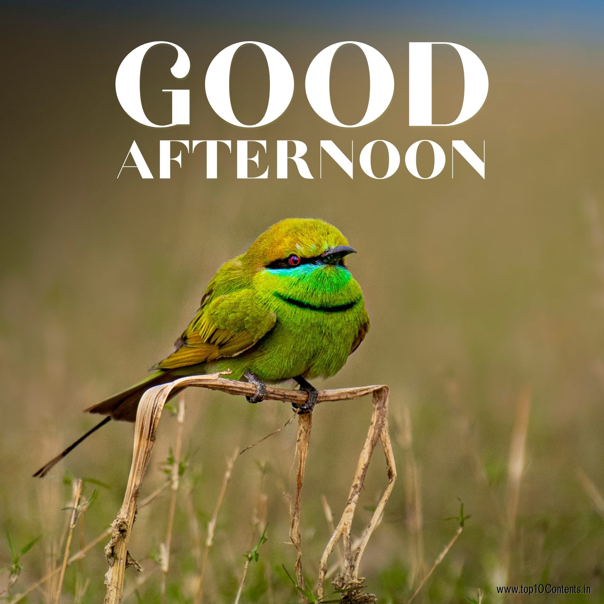 Whatsapp Good Afternoon Images